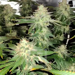 Blackberry Moonstones de Blimburn Seeds