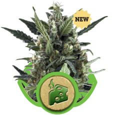 Blue Cheese Auto - Royal Queen Seeds