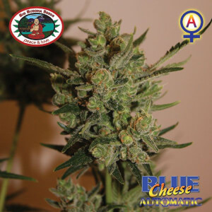 Blue Cheese Automatic - Big Buddha Seeds