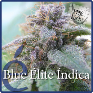 Blue Elite Indica