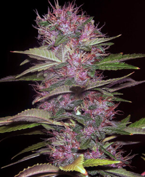 Blue Kush 99 Autofloreciente