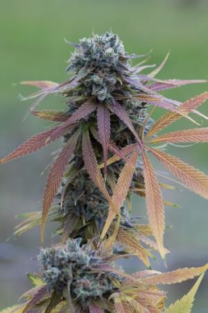 Blue Kush Auto