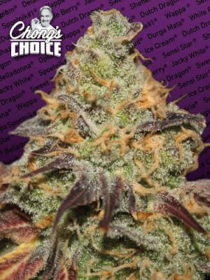 Blue Kush Berry Chong's Choice