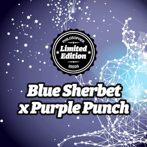 Blue Sherbet x Purple Punch 