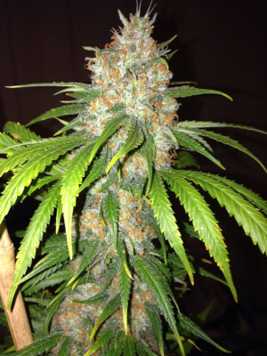 Blue Widow