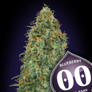 Blueberry by 00 Seeds