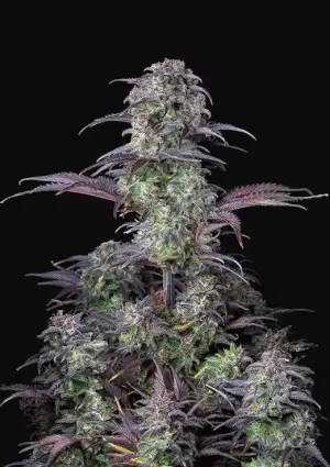 Blueberry Auto