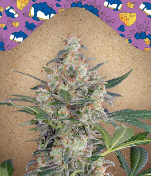 Stress Killer Automatic Semillas de Marihuana - Royal Queen Seeds