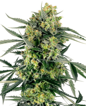 Blueberry Candiez Auto