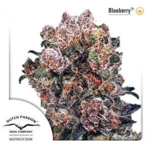 Blueberry - Regular