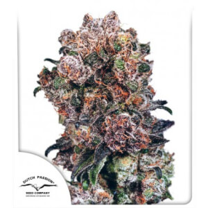 Blueberry