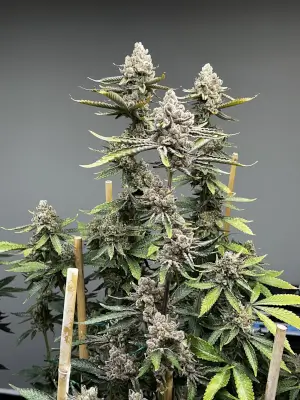 Bluemosa S1