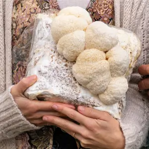 Bolsa de cultivo de setas Melena de León
