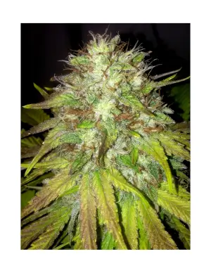 Boss Hogg Auto