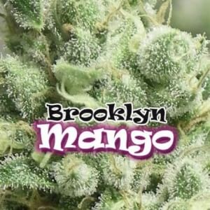 Brooklyn Mango by Dr. Underground Seeds
