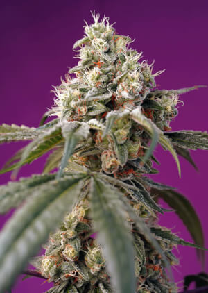 Bruce Banner Auto