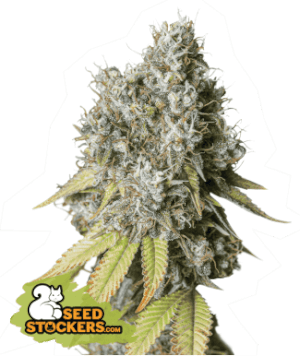 Bruce Banner Auto Seedstockers