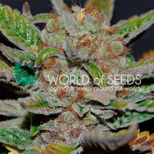 Bubba Haze from World Of Seeds