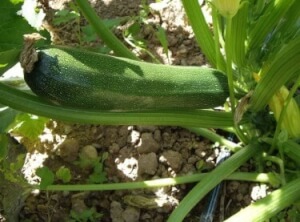 Courgette du pays Bio - Les Refardes