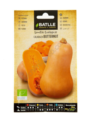 Batlle - Bio-Butternut-Kürbissamen 'Anquito'