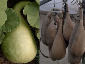 Organic Bottle Gourd - Les Refardes