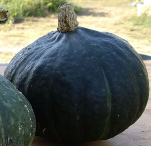 Gut Schmeckender Kürbis Eco - Les Refardes