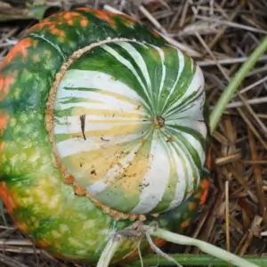 Calabaza Turbante Turco Grande