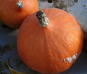 Organic Potimarron Pumpkin - Les Refardes