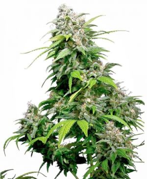 California Indica Feminised