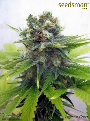 California Orange - Seedsman