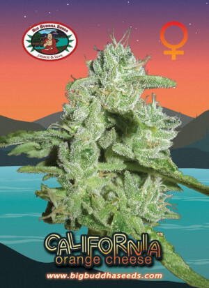 California Orange Cheese