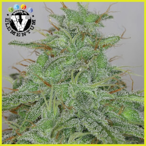 Candy Fruit Auto