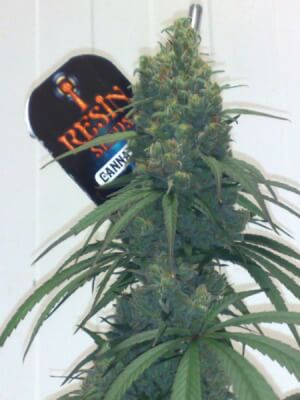 Cannatonic Regular