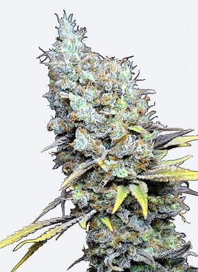 CBD Big Bud Super Skunk