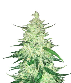 CBD Auto 1:1