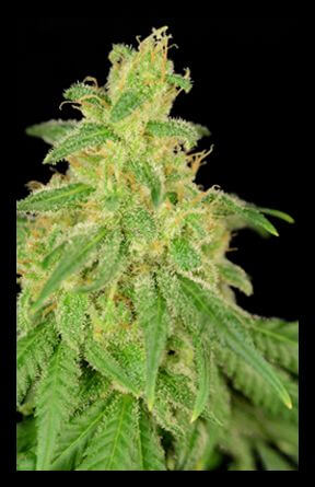 CBD René