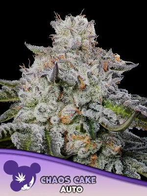 Chaos Cake Auto