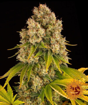 Cheese Auto