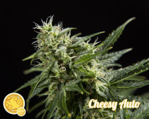 Cheesy Auto