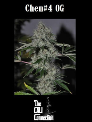 Chem 4 OG - Feminized Seeds