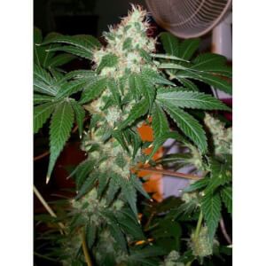 Chem Valley Kush - Feminized Seeds