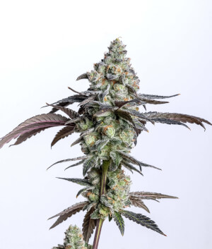 Deal epilepsy with famous Peanut Butter Breath feminized marijuana plant