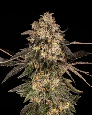 Cherry Fritter