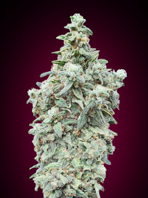 Cherry Pie von Advanced Seeds