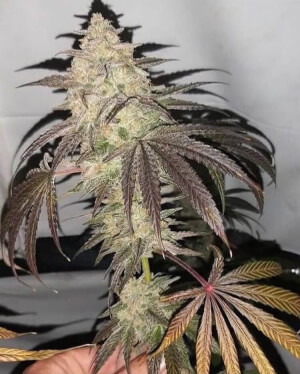 Cherry Soul 