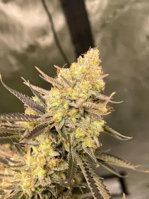 Cherry Zoap Auto