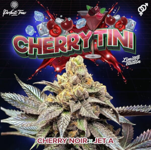 Cherrytini - Regular