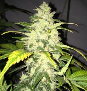 Chocolate Chunk Fem