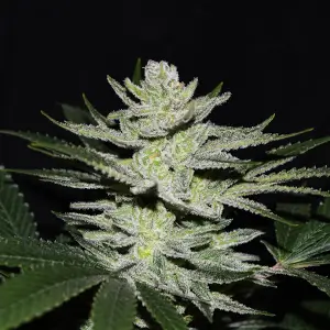 Chocolate Tai OG