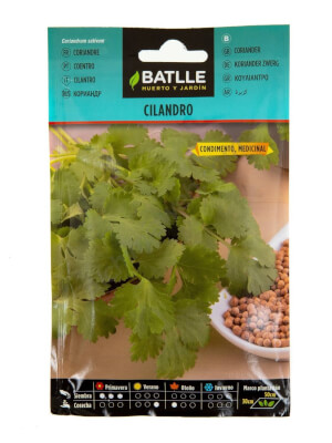 Coriander